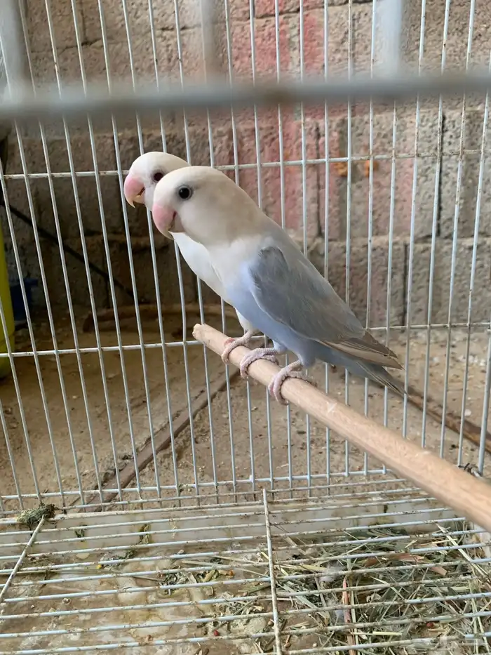 زوج روز اليف ومنتج 0