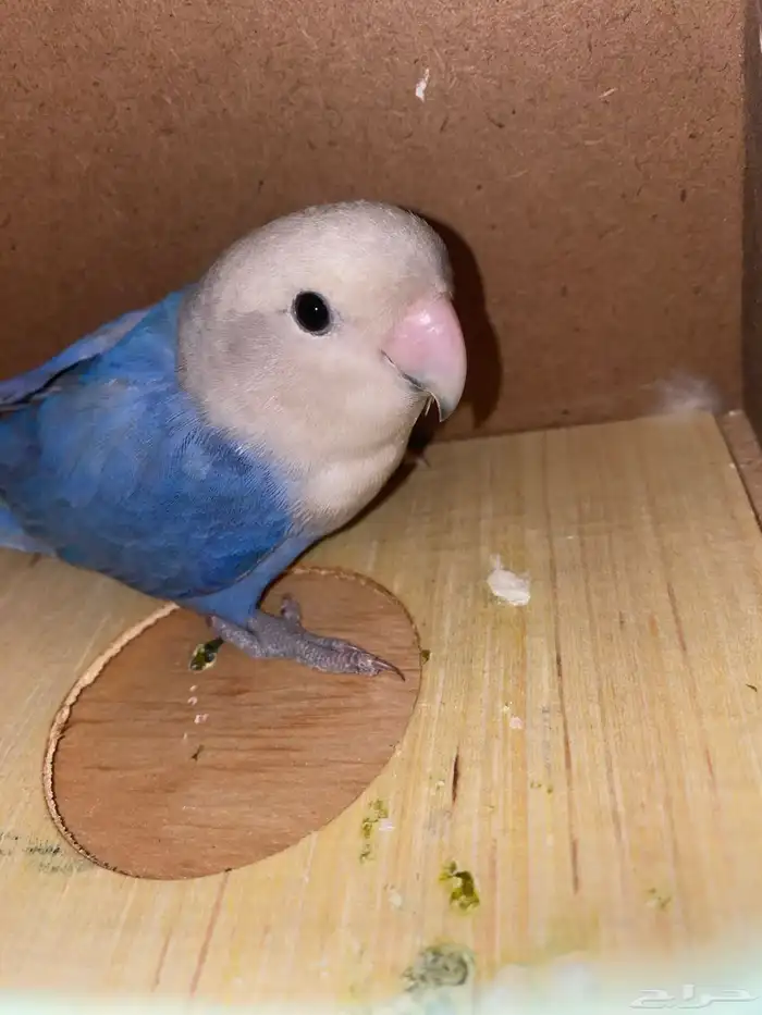 ببغا روز عمره سنه وشهرين انثى مع قفص كبير 0