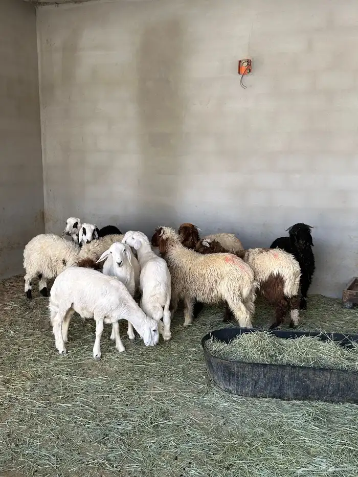 بهم خرفان 1
