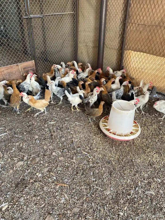 دجاج بلدي عمر شهرين و نصف 0