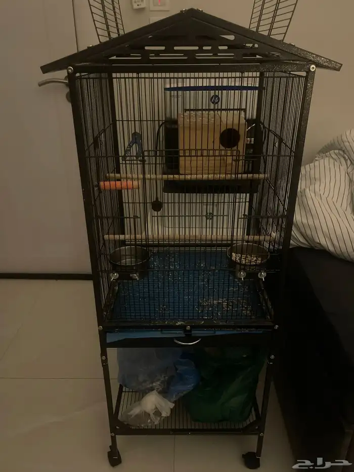 ببغاء روز أليف 3