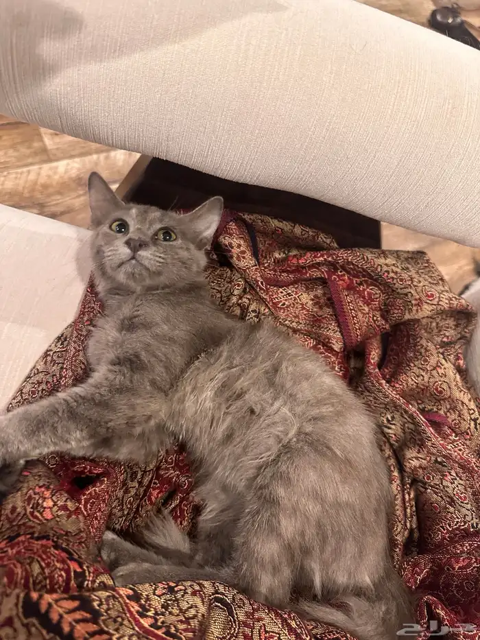 قطو فجعان للتبني 4
