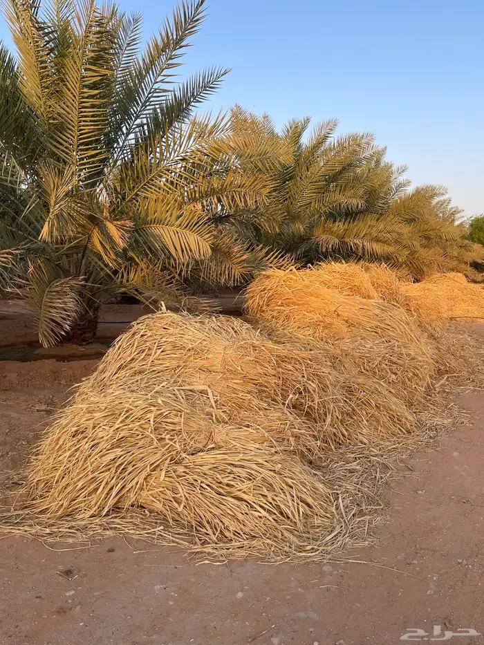 علف بونيكوم ناشف 0