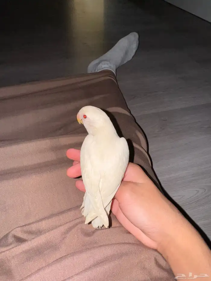 عصافير 3