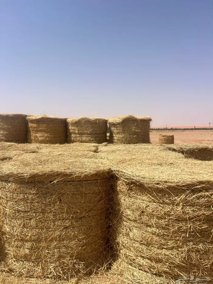 علف رودس في الحماده 25 حبه 4