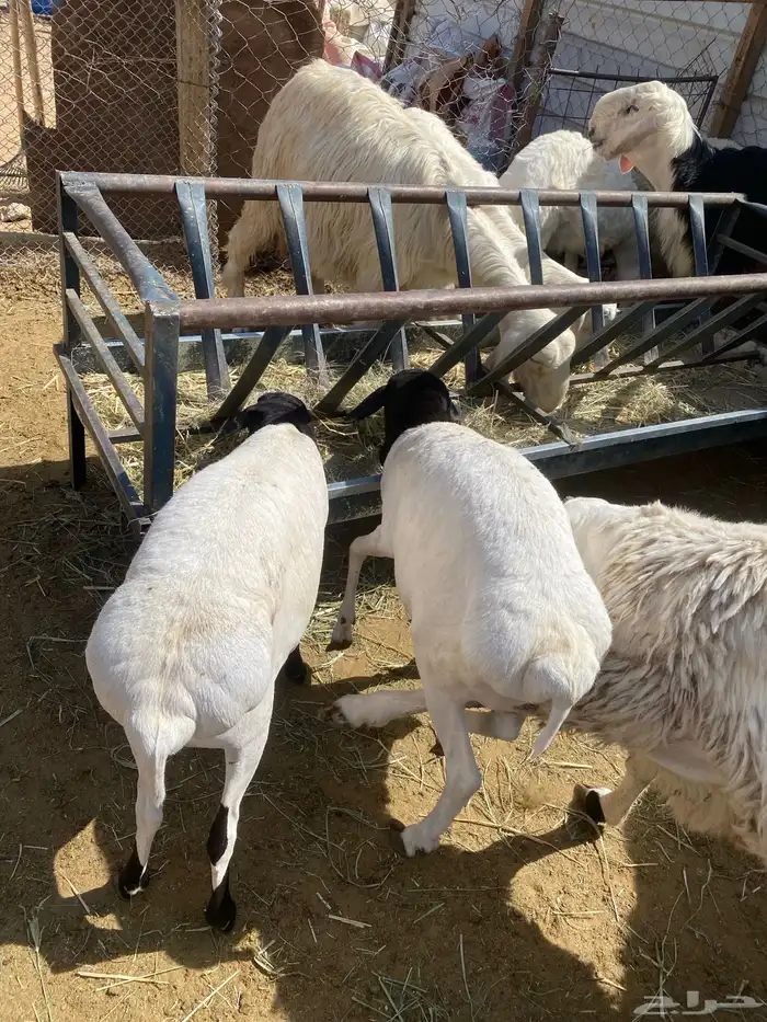 خرفان برابر مرابي 1