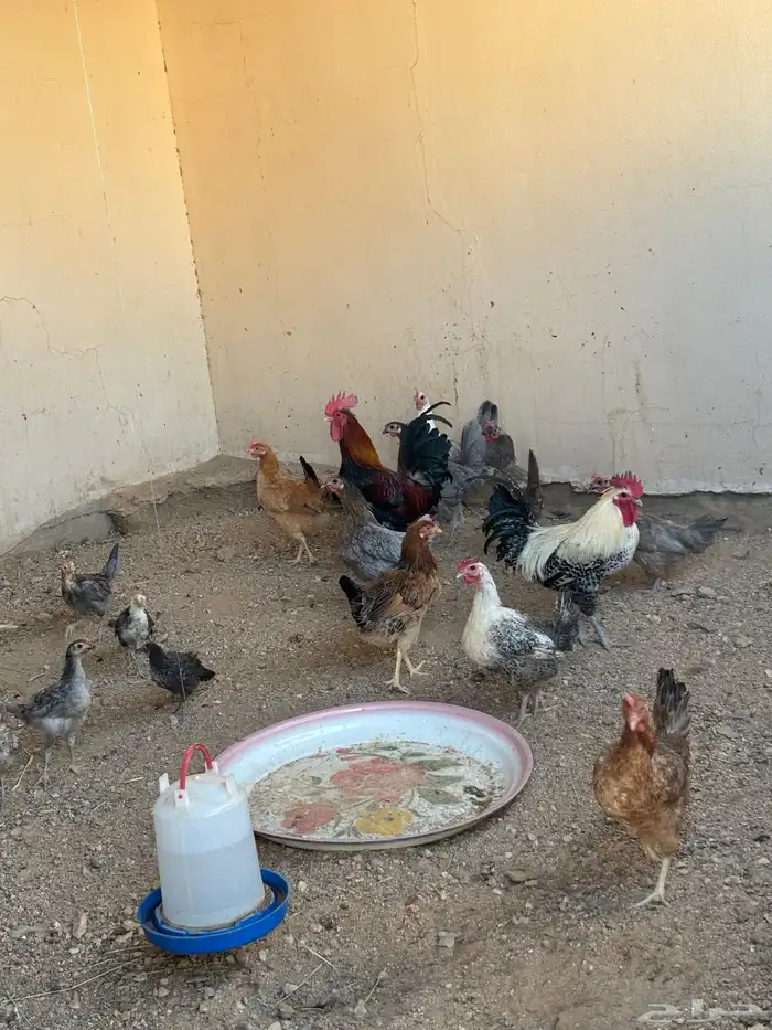 دجاج وألعاب 1