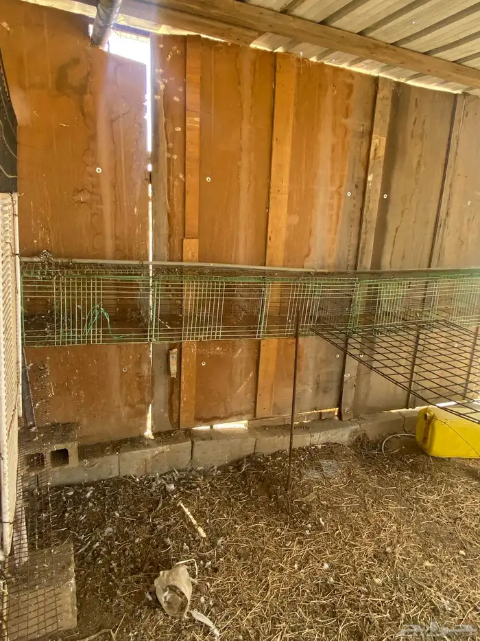 للبيع محكر طيور وبطاريات ارانب 3