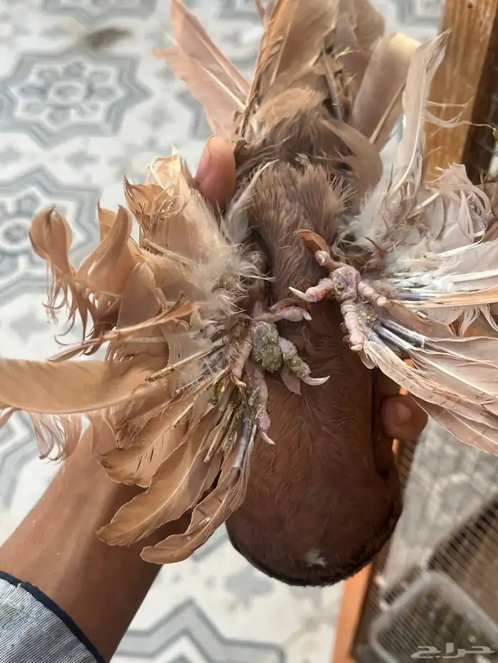 حمام اوزبك 2