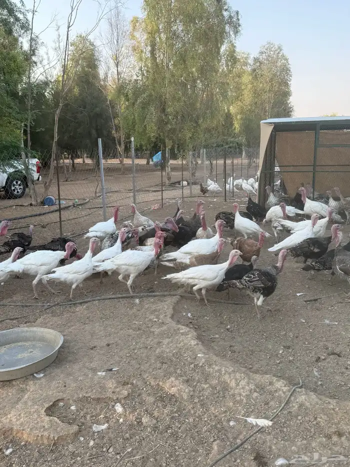 دجاج رومي 8