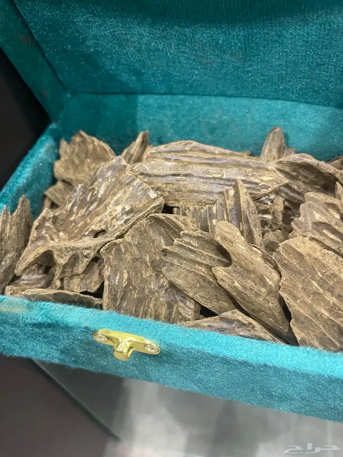 عود كلمتان طبيعي محسن العود الأزرق 5