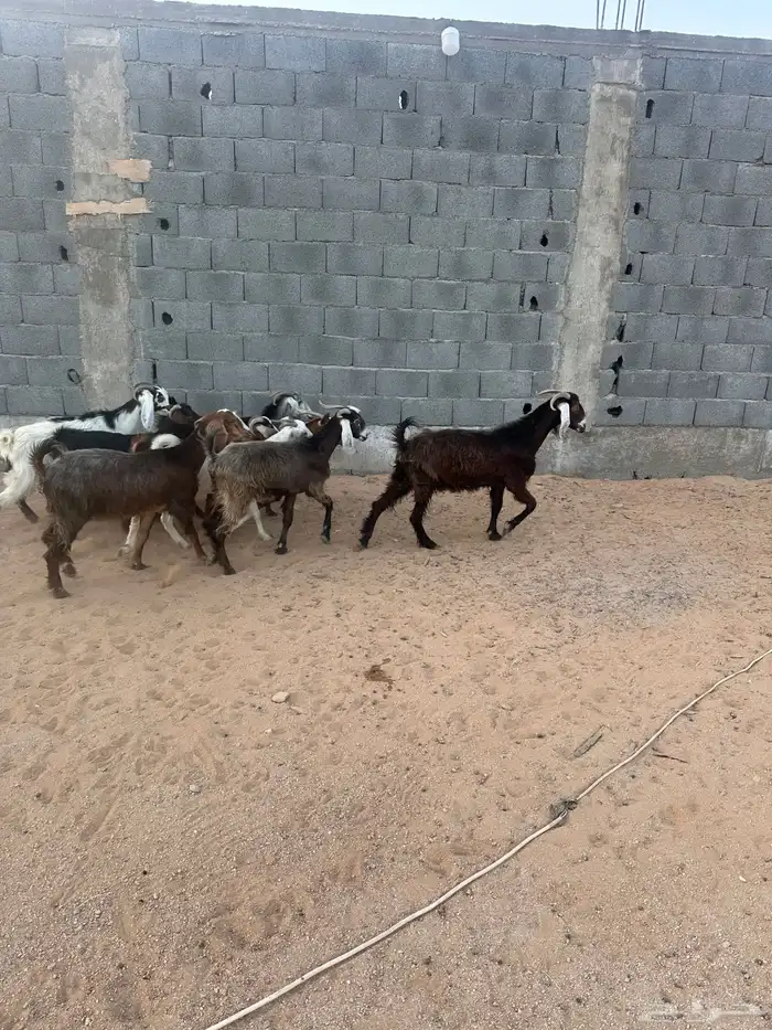 معزا 3
