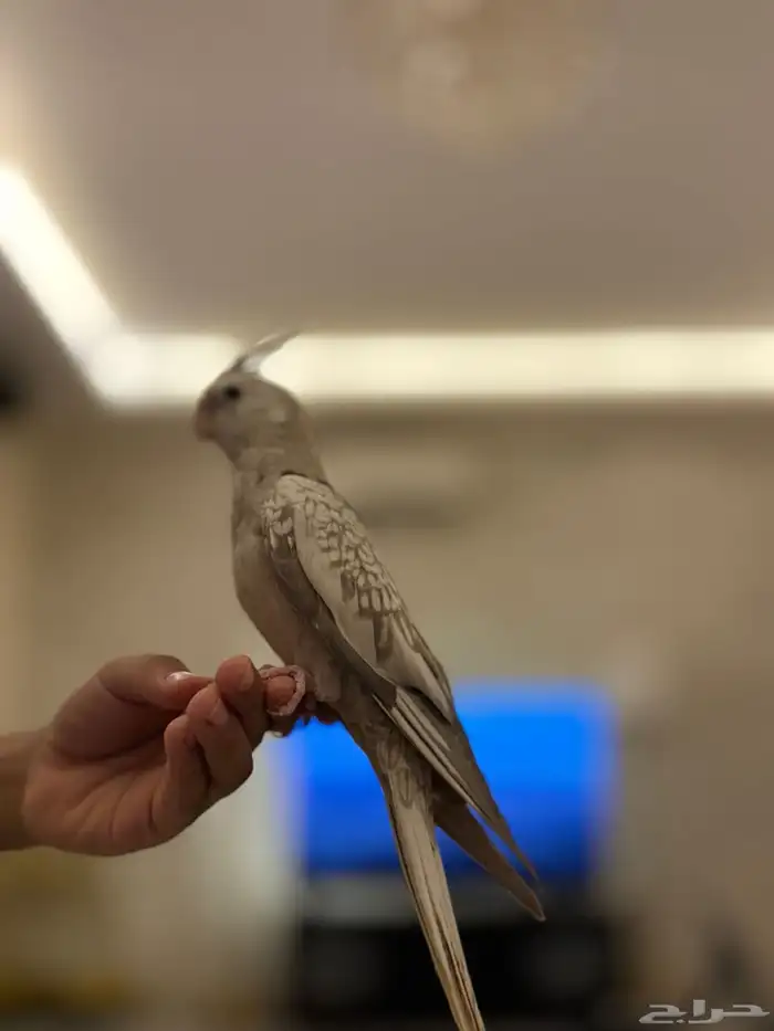كروان هولندي 2