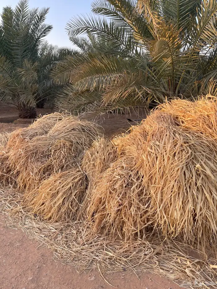 علف بونيكوم ناشف 2