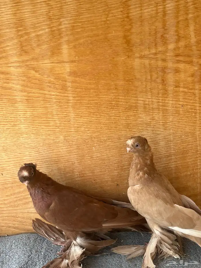حمام اوزبك 4
