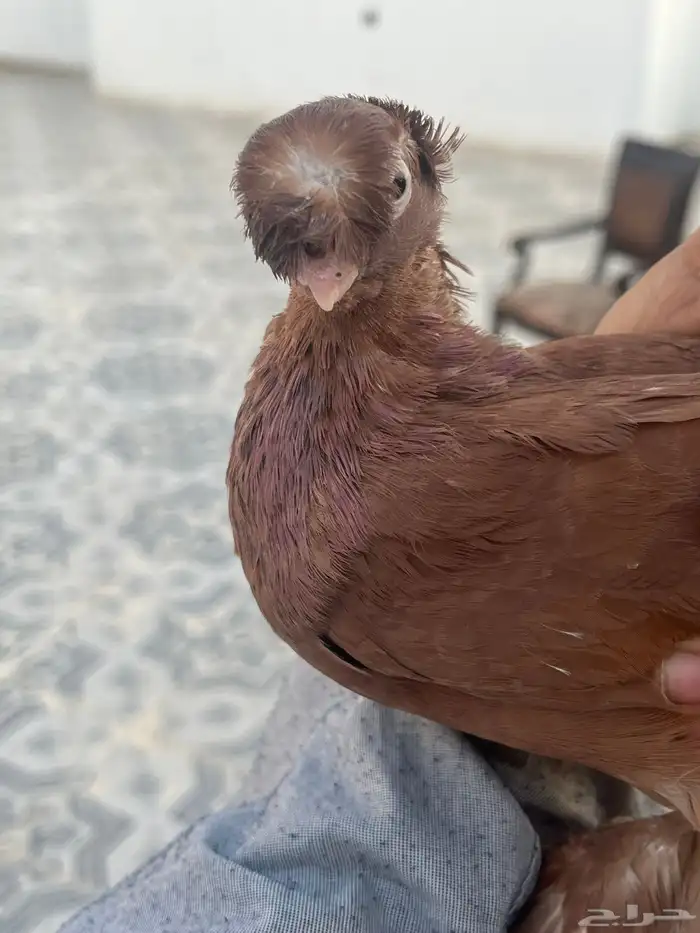 حمام اوزبك 0