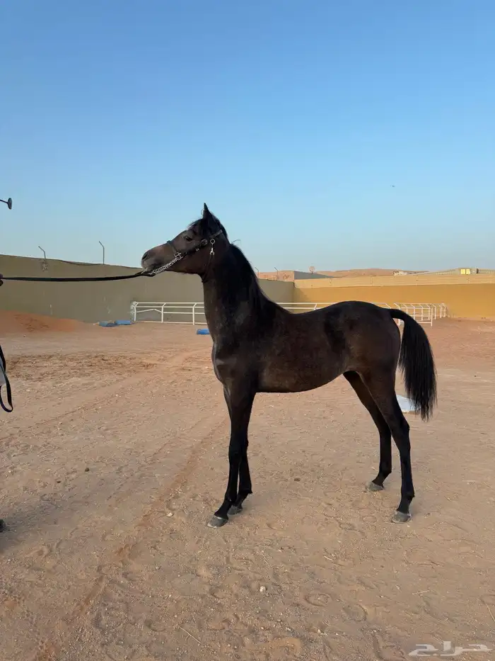 مهر واهو 0