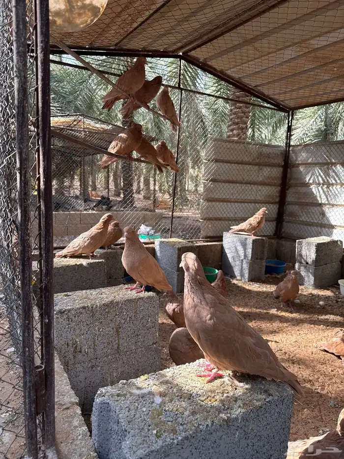 حمام مصري مالطي اجواز 1