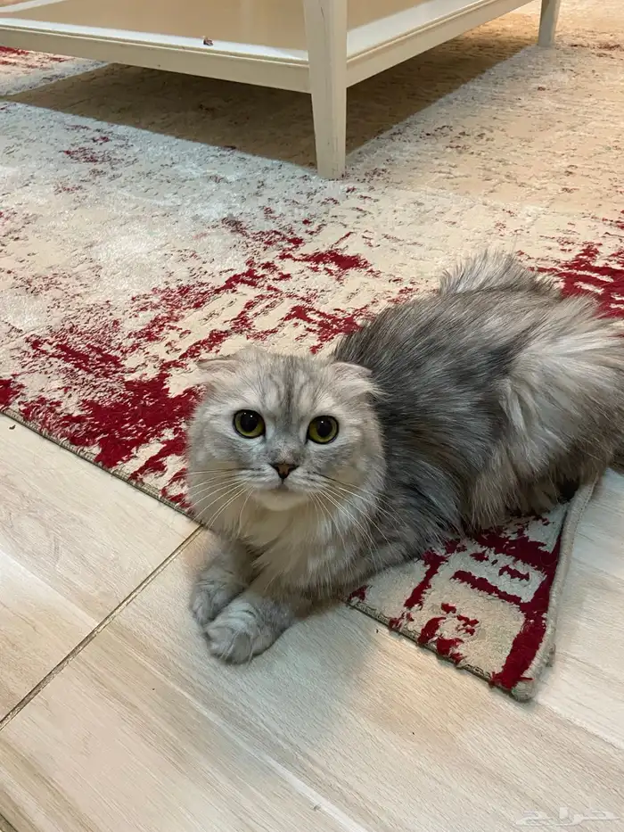 قطة سكوتش فولد للتبني 0