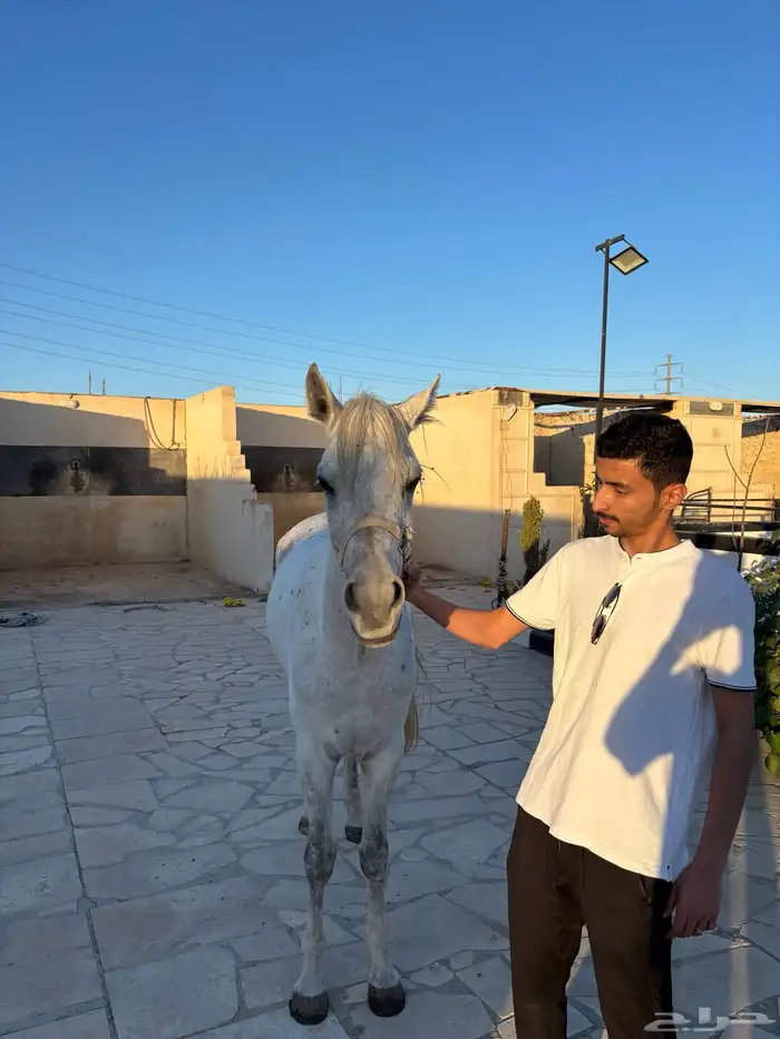 حصان 1