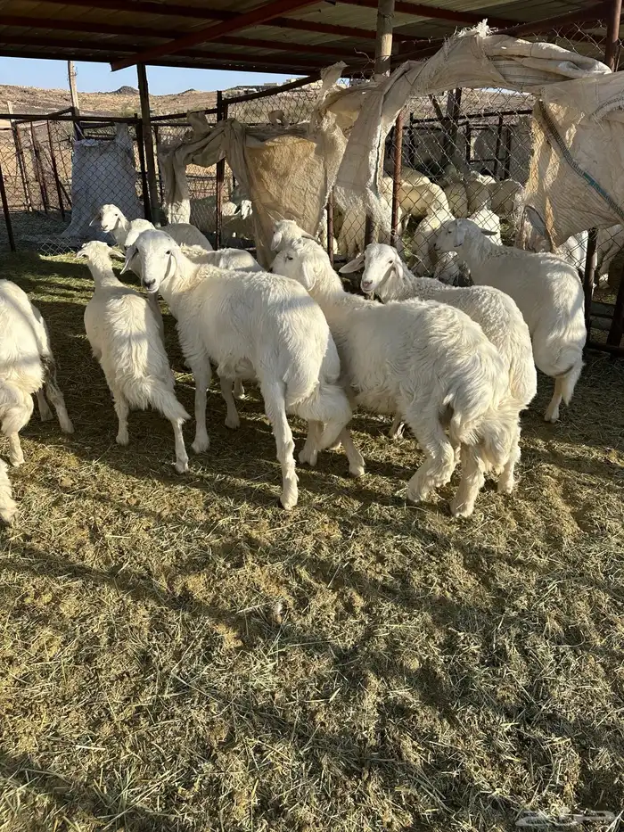 34 خروف مقفله شحم 3