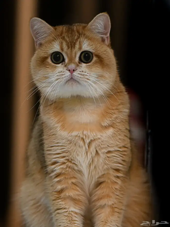 قط للتزاوج سكوتش مسجل 9