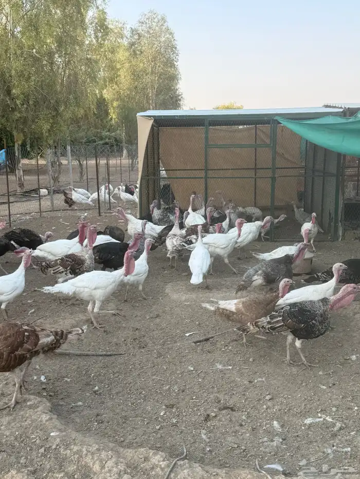 دجاج رومي 7