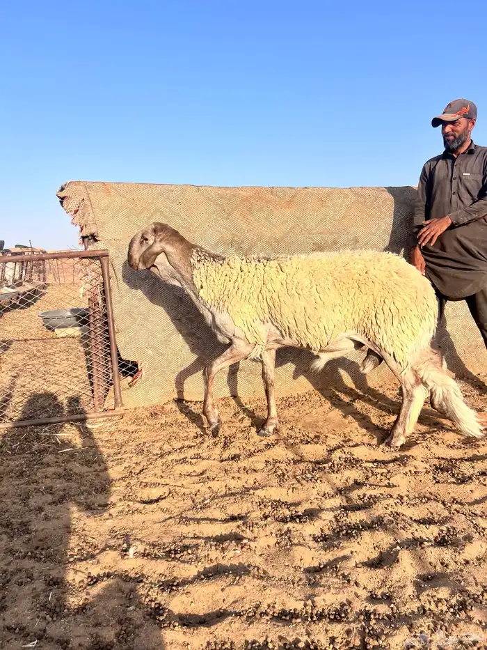 فحل سواكني جبر وطول ناهي 1