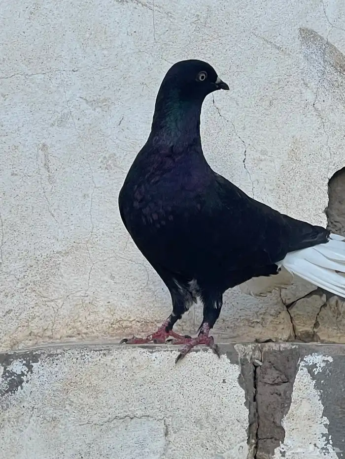حمام شامي 5