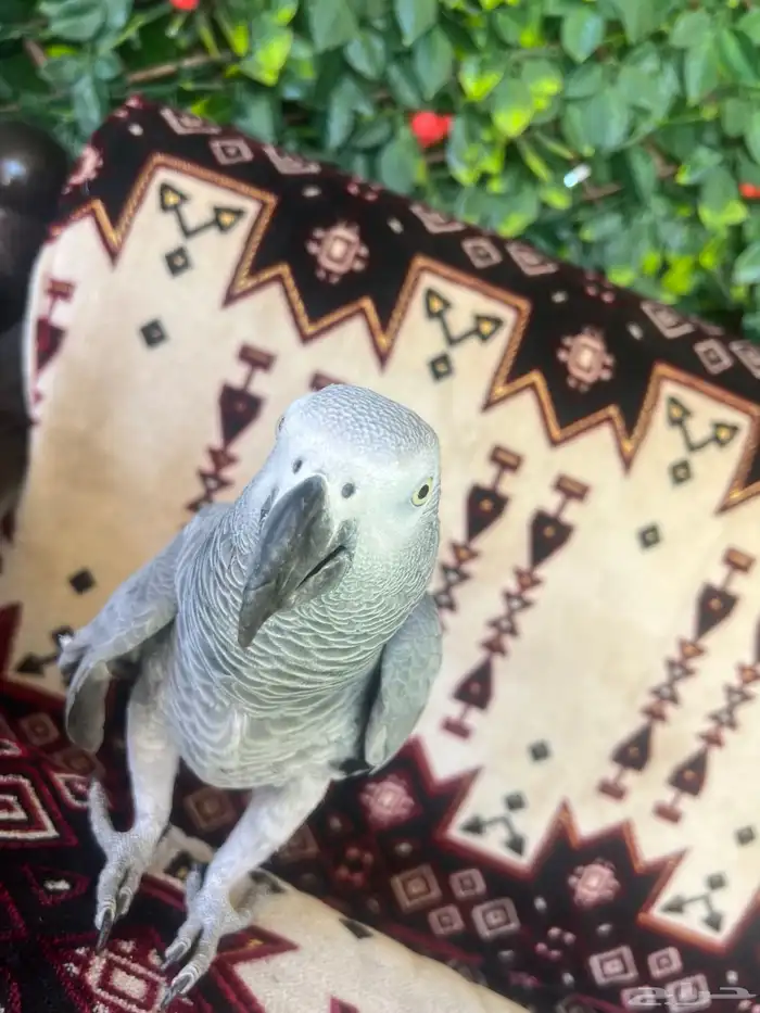 كاسكو افريقي صافي 12