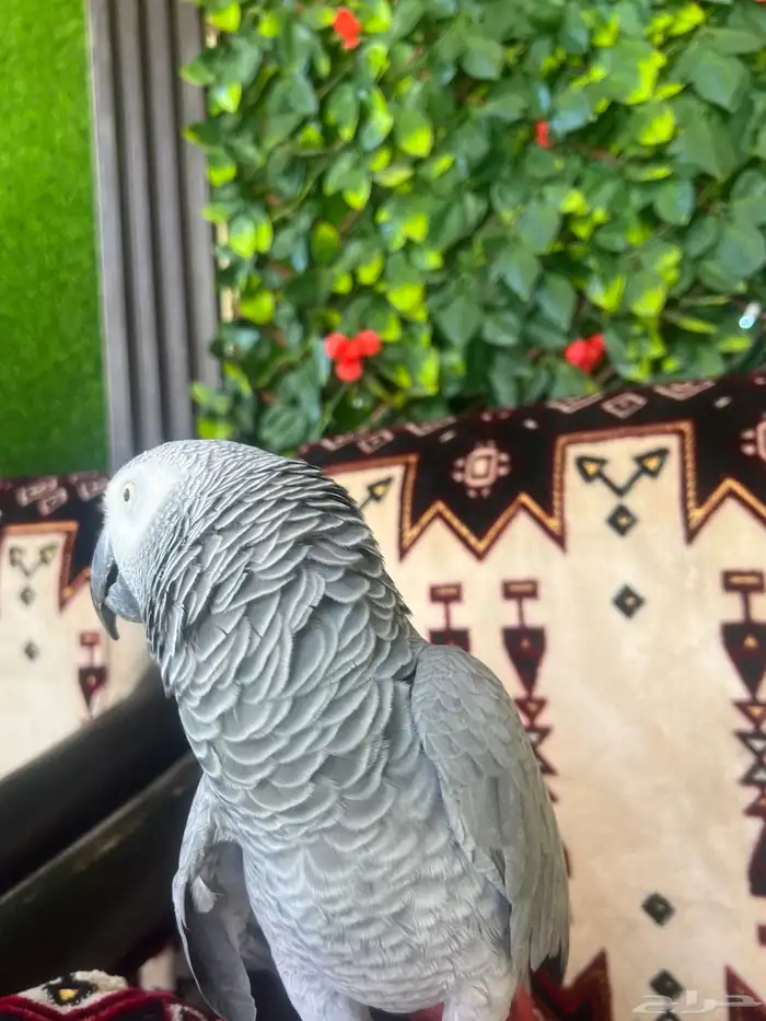 كاسكو افريقي صافي 3