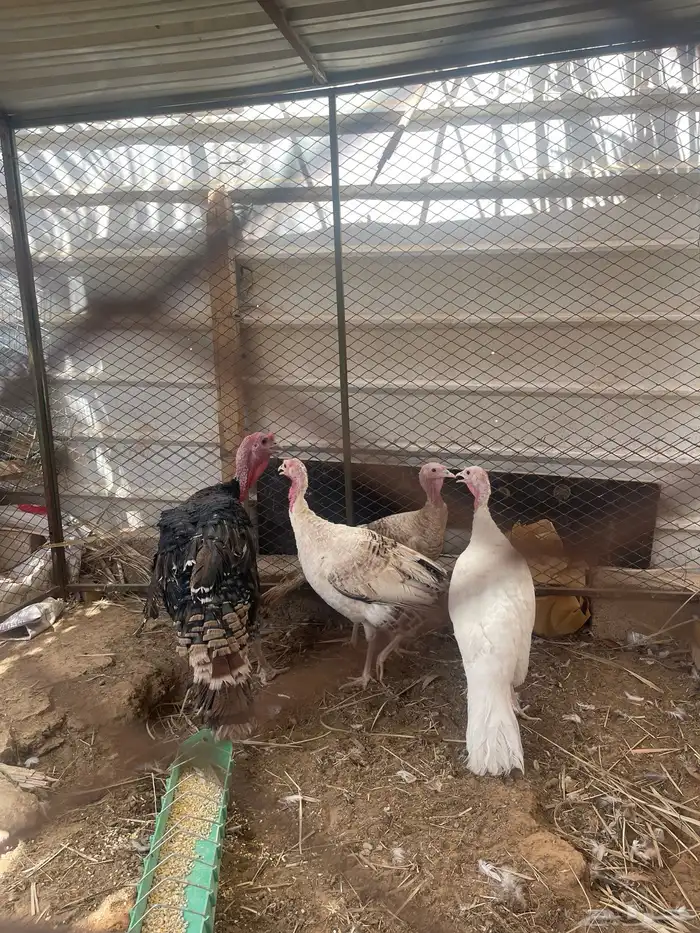 دجاج رومي ثلاث اناثي وديك 0