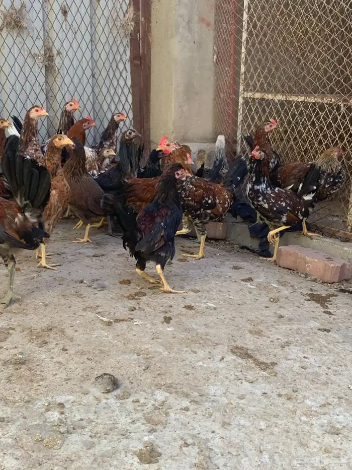 فروخ دجاج بلدي اصيل مشكل( تم البيع ) 0