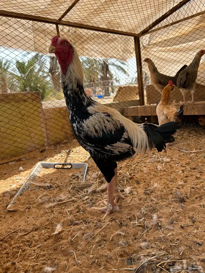 ديك فارسي 1