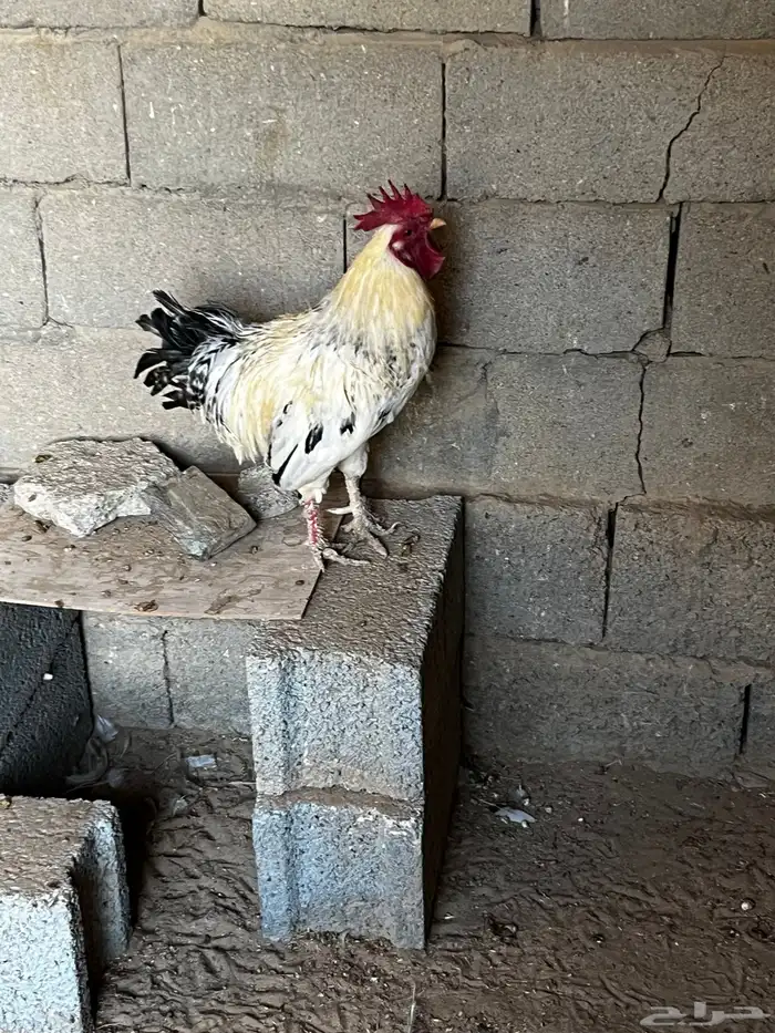 ديك تركي 1