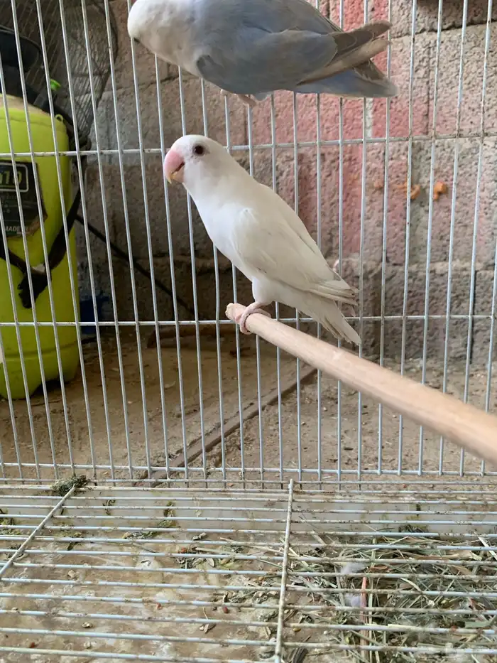 زوج روز اليف ومنتج 3