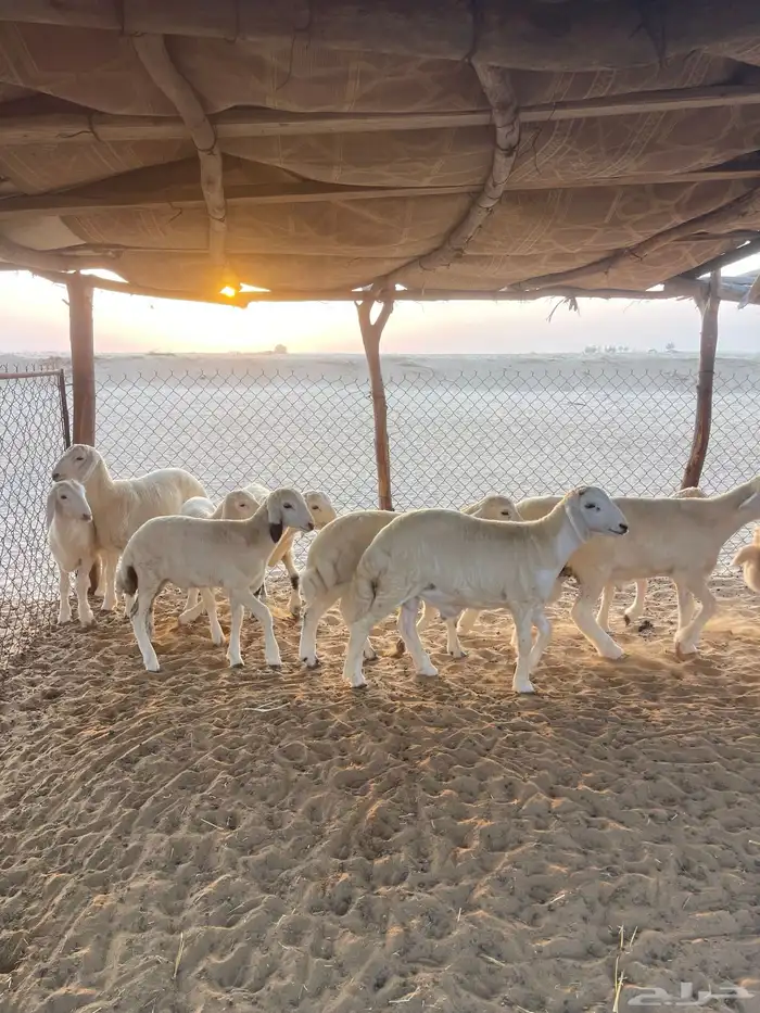 بهم حرري تم البيع 0