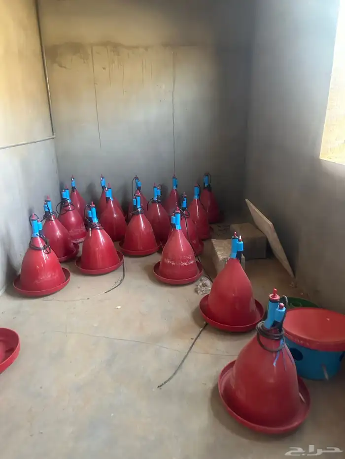 علافات طيور وسقايات 3