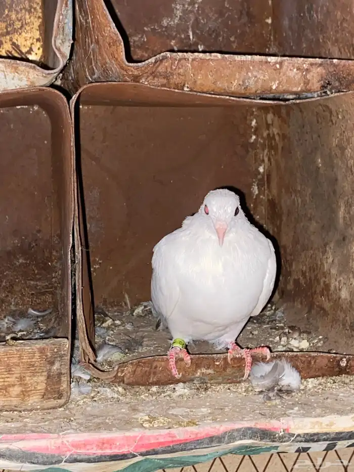 حمام مشكل اجواز وفرادي 7