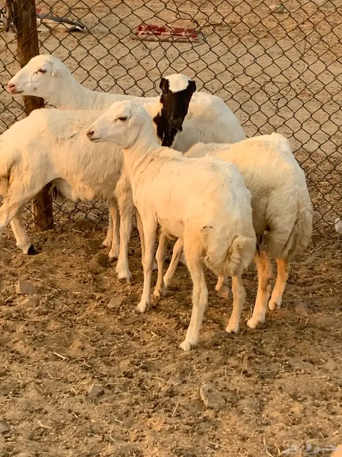 للبيع رخال رفيديات وطلي مهجن نجدي 0