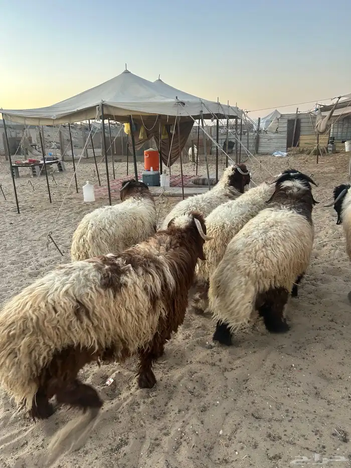 نعيم جبر كناور ونعيم وسط وهرافي وحريات مناسبات وثلاجه كفو 0