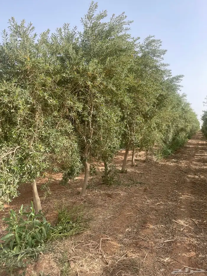 اشجار زيتون مثمرة متوفر جميع انواع والمقاسات 6