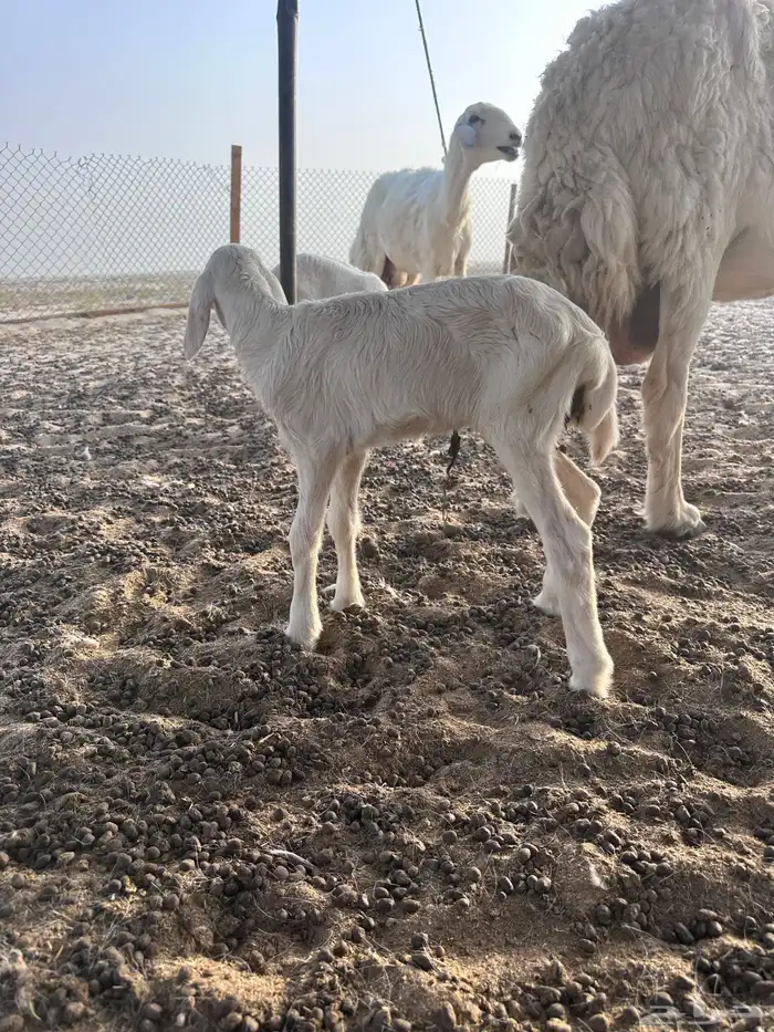 مطلوع راعي غنم ذو خبر ه 0
