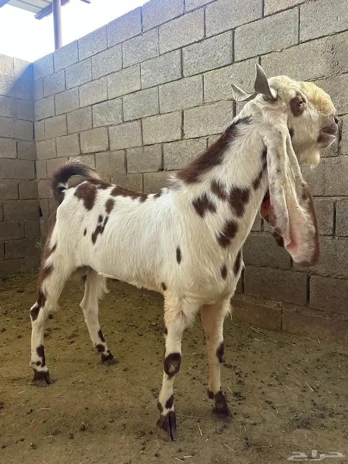 عنز وتيس ( هولندي) 2