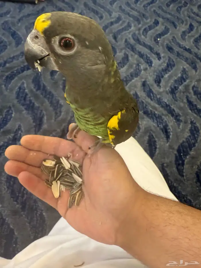 للبيع ذكر ببغاء المائر 2