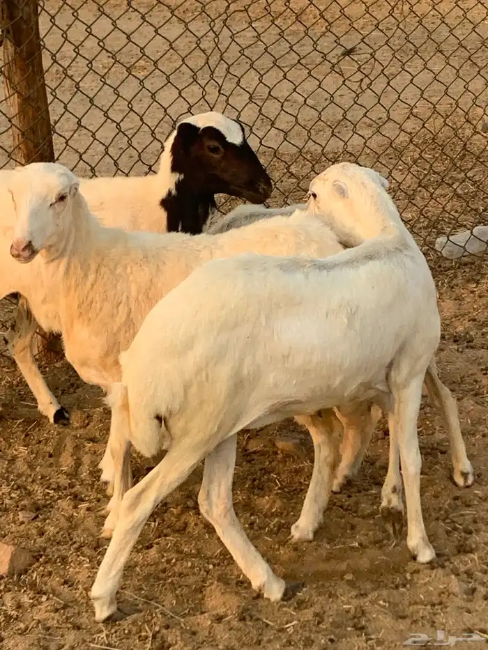للبيع رخال رفيديات وطلي مهجن نجدي 3