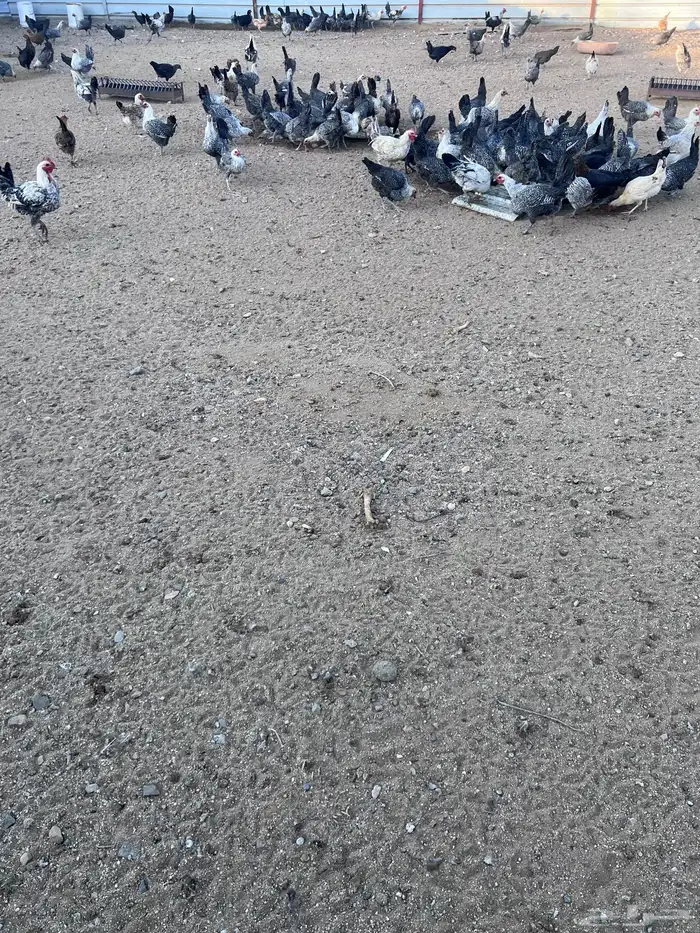 للبيع دجاج فيومي حر للبيع 3