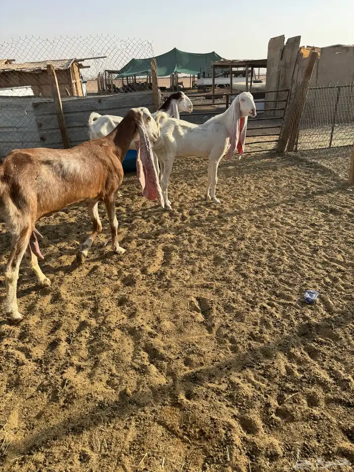 معزا هولنديه 0