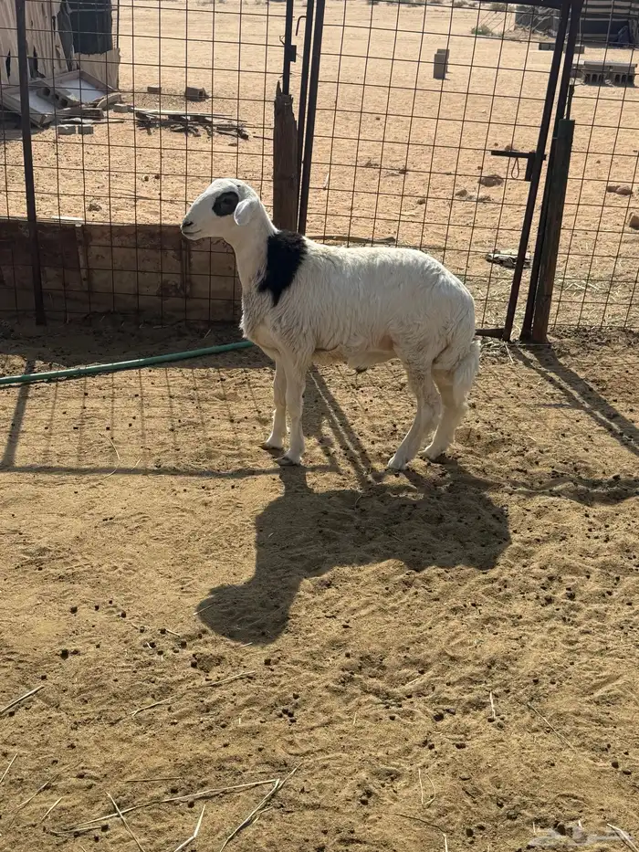 خروف طيب ونظيف 4