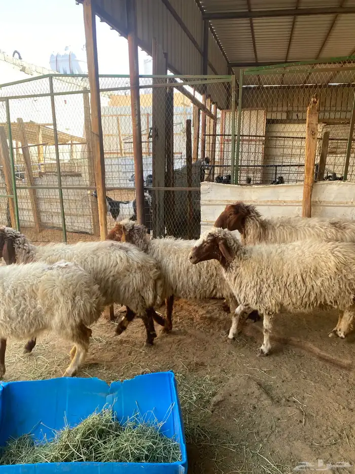 غنم نعيم عيالها ذبايح 6